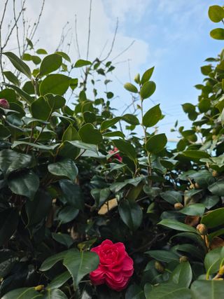 정정치님의 매실 · 영농일지 작성글 사진