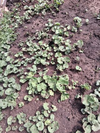 최한기님의 기타작물 · 영농일지 작성글 사진