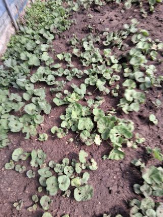 최한기님의 기타작물 · 영농일지 작성글 사진