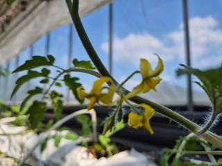 늘햇살팜 님의 기타작물 · 영농일지 작성글 사진