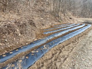 성은모님의 감자 · 영농일지 작성글 사진