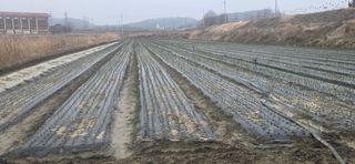 강영애님의 양파 · 영농일지 작성글 사진