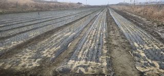 강영애님의 양파 · 영농일지 작성글 사진