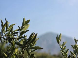 산방자연농원님의 귤 · 영농일지 작성글 사진