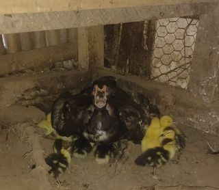 열남님의 기타작물 · 영농일지 작성글 사진