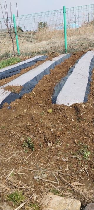 주말 텃밭 농부님의 감자 · 영농일지 작성글 사진