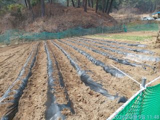 황대헌님의 감자 · 영농일지 작성글 사진