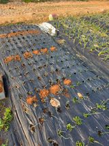 팜모닝 마늘·영농일지 게시글 이미지