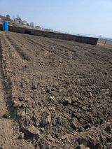 팜모닝 고추·영농일지 게시글 이미지