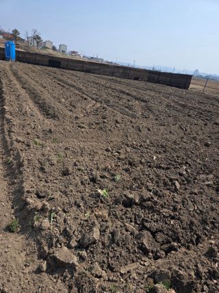 박문수님의 고추 · 영농일지 작성글 사진