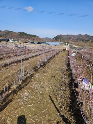 류대균님의 기타작물 · 영농일지 작성글 사진