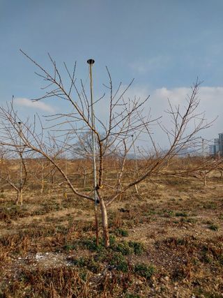 미성농장님의 복숭아 · 영농일지 작성글 사진