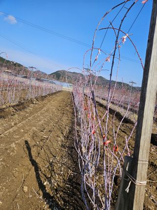 류대균님의 기타작물 · 영농일지 작성글 사진