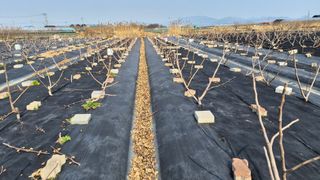 늘푸른 농장주님의 기타작물 · 영농일지 작성글 사진