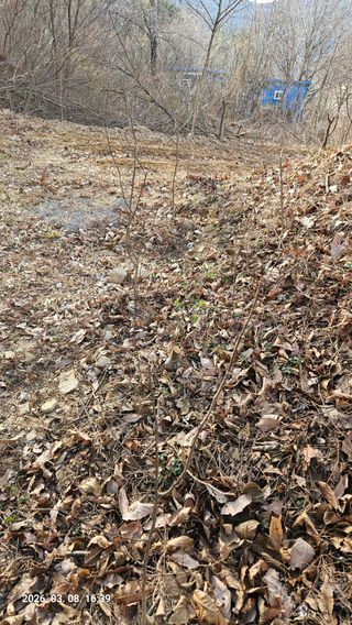 임상근님의 기타작물 · 영농일지 작성글 사진