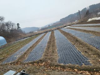 전선경님의 마늘 · 영농일지 작성글 사진