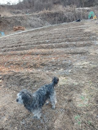 소율이네농장님의 마늘 · 영농일지 작성글 사진