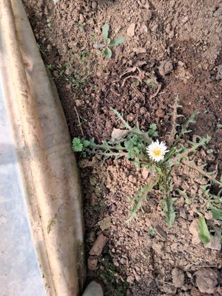 최한기님의 기타작물 · 영농일지 작성글 사진