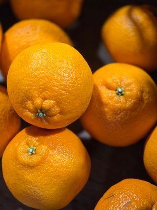 산방자연농원님의 귤 · 영농일지 작성글 사진