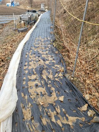 전선경님의 마늘 · 영농일지 작성글 사진