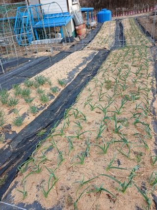 소율이네농장님의 마늘 · 영농일지 작성글 사진