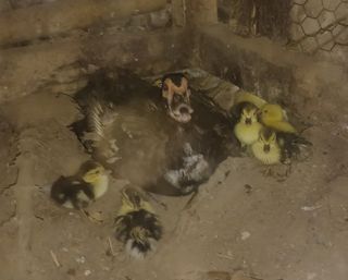 열남님의 기타작물 · 영농일지 작성글 사진