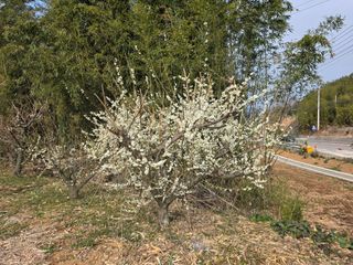 정정치님의 작성글 사진