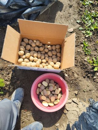 racelee님의 감자 · 영농일지 작성글 사진