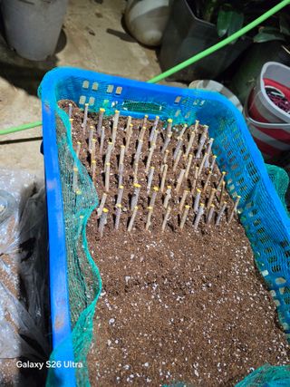 김종협님의 기타작물 · 영농일지 작성글 사진