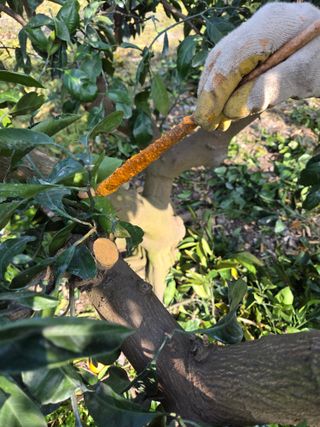 산방자연농원님의 귤 · 영농일지 작성글 사진