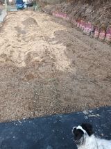 팜모닝 마늘·영농일지 게시글 이미지