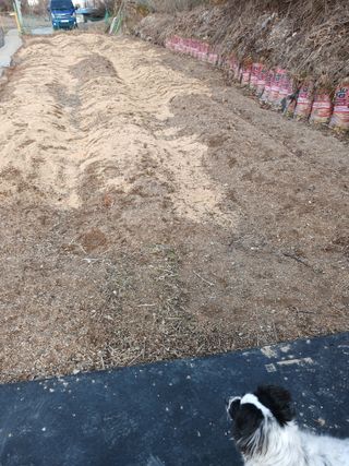 소율이네농장님의 마늘 · 영농일지 작성글 사진