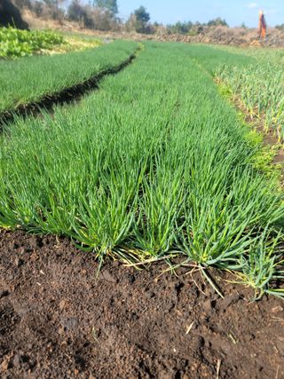 개인교수님의 파 · 영농일지 작성글 사진