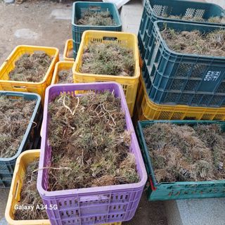 삼성농산님의 기타작물 · 영농일지 작성글 사진