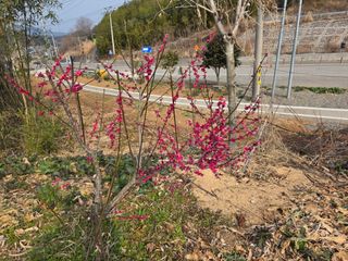 정정치님의 매실 · 영농일지 작성글 사진