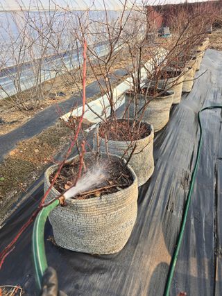 비타민님의 블루베리 · 영농일지 작성글 사진