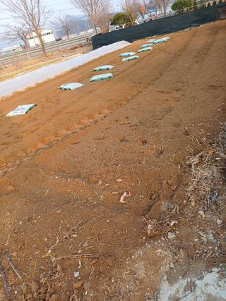 이철우님의 고추 · 영농일지 작성글 사진