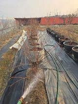 팜모닝 블루베리·영농일지 게시글 이미지