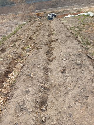 이영숙님의 감자 · 영농일지 작성글 사진