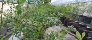 류근택님의 블루베리 · 영농일지 작성글 사진