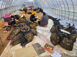 김병창님의 감자 · 영농일지 작성글 사진