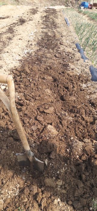 정진근 님의 감자 · 영농일지 작성글 사진