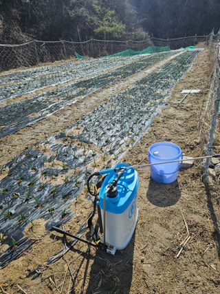 감7768님의 마늘 · 영농일지 작성글 사진