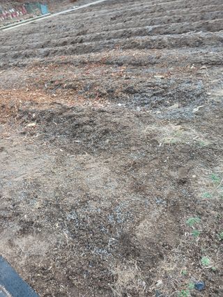 소율이네농장님의 마늘 · 영농일지 작성글 사진