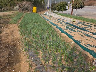 정정치님의 매실 · 영농일지 작성글 사진