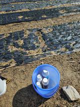 팜모닝 마늘·영농일지 게시글 이미지