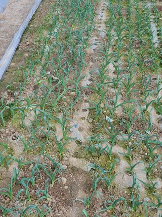 금은숙님의 마늘 · 영농일지 작성글 사진