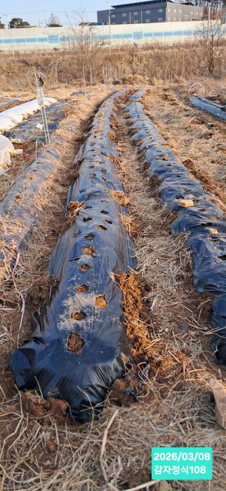 kh글로벌님의 기타작물 · 영농일지 작성글 사진