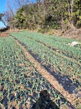 팜모닝 마늘·영농일지 게시글 이미지