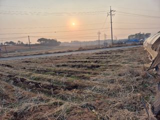 김기철님의 기타작물 · 영농일지 작성글 사진